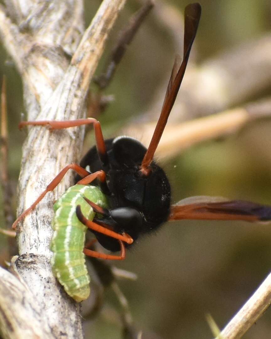 Plancia ëd Hypodynerus vespiformis (Haliday 1837)