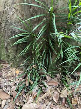 Image of Freycinetia sumatrana Hemsl.