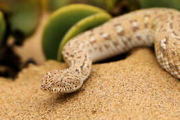 Image of Dwarf Puff Adder