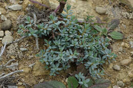 Image of Pimelea prostrata (J. R. & G. Forst.) Willd.