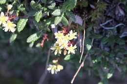 Image of Funston's Saxifrage