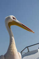 Image of Great White Pelican