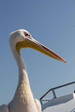 Image of Great White Pelican