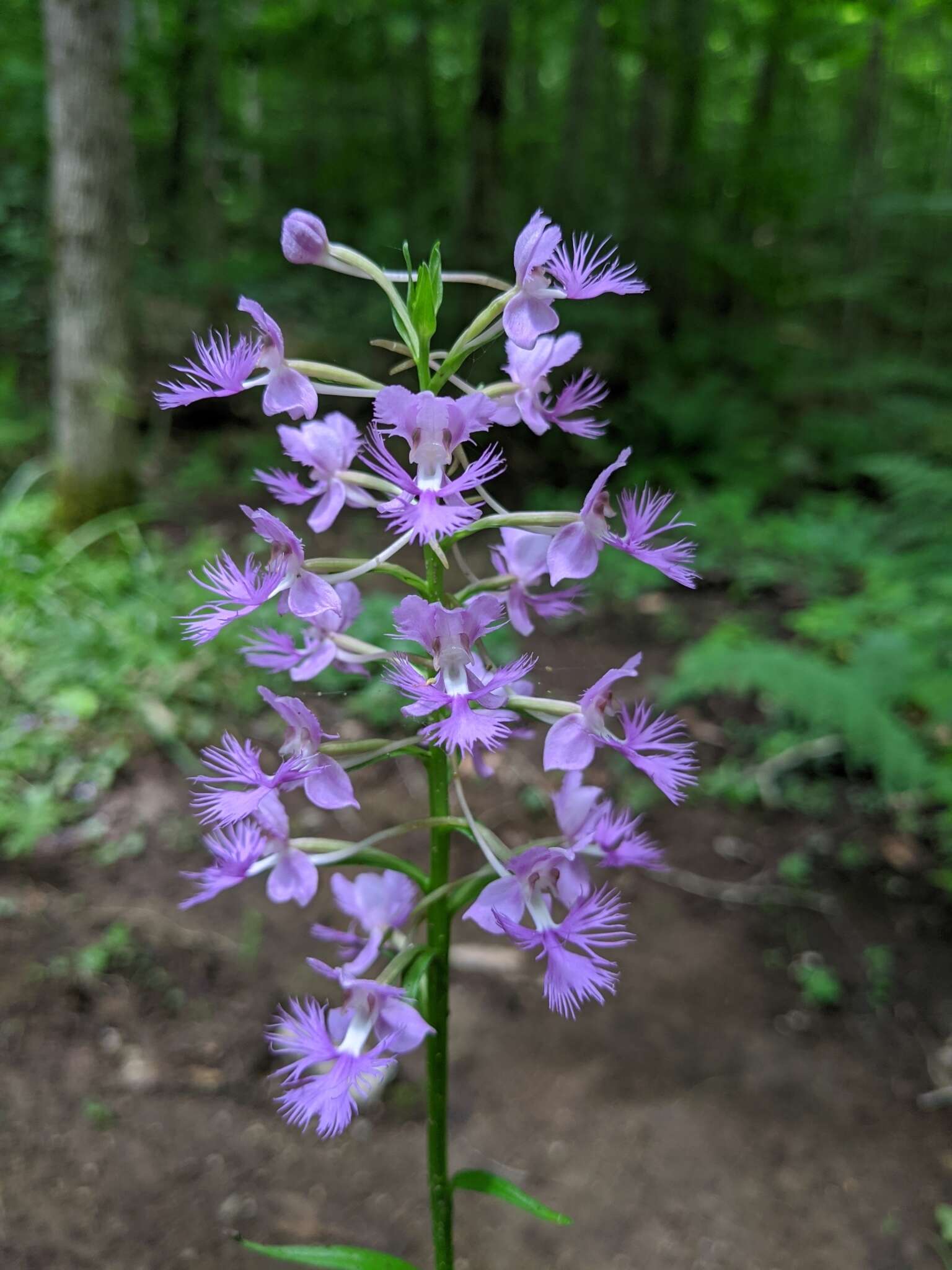 Image de Platanthera shriveri P. M. Br.