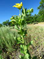 Image of Texas greeneyes