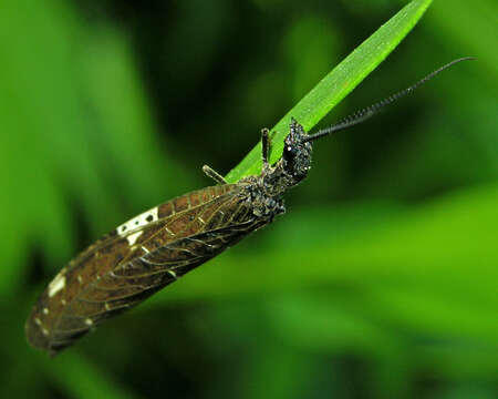 Image of Nigronia serricornis (Say ex Keating 1824)