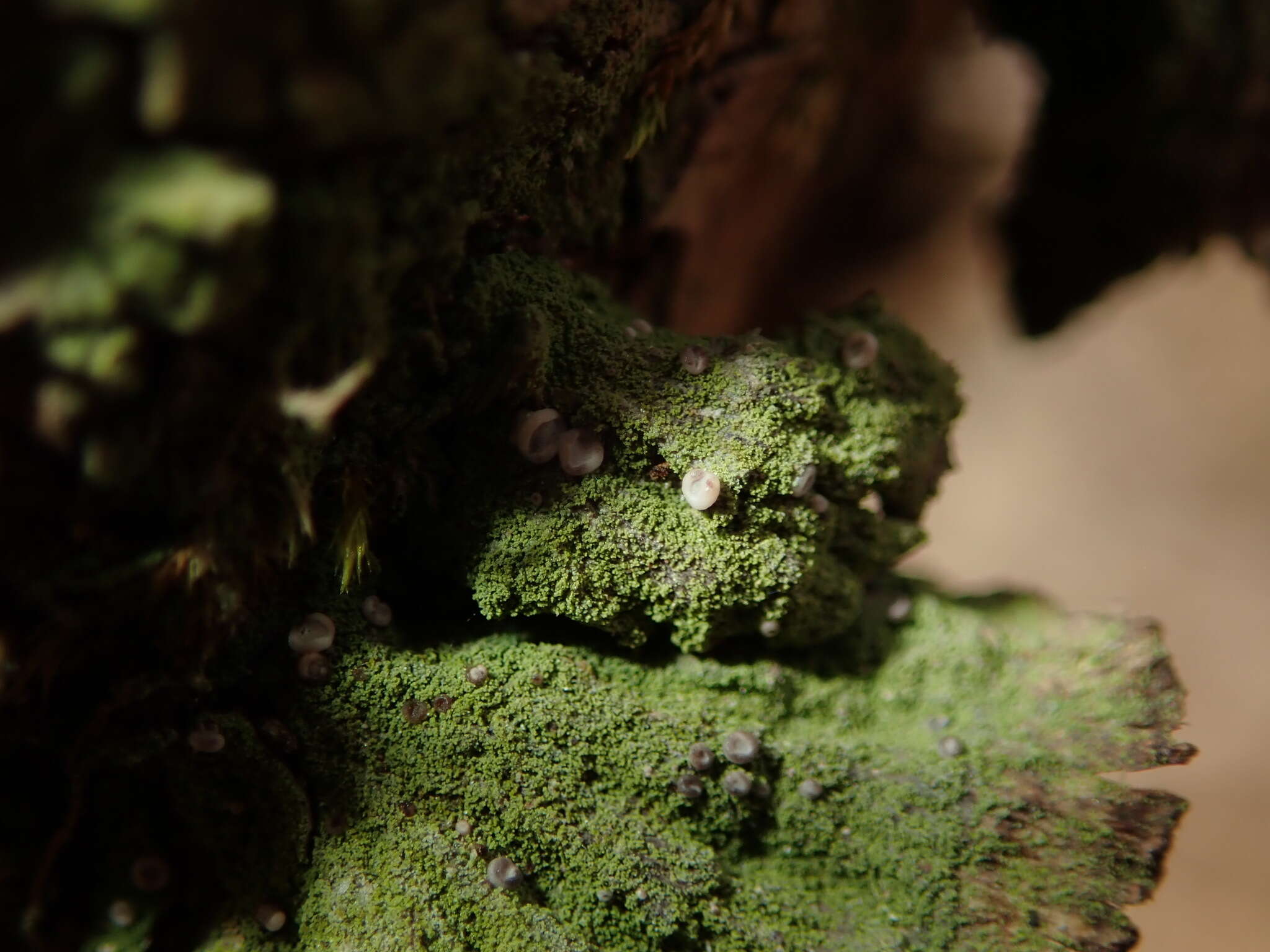 Plancia ëd Bacidina sulphurella (Samp.) M. Hauck & V. Wirth