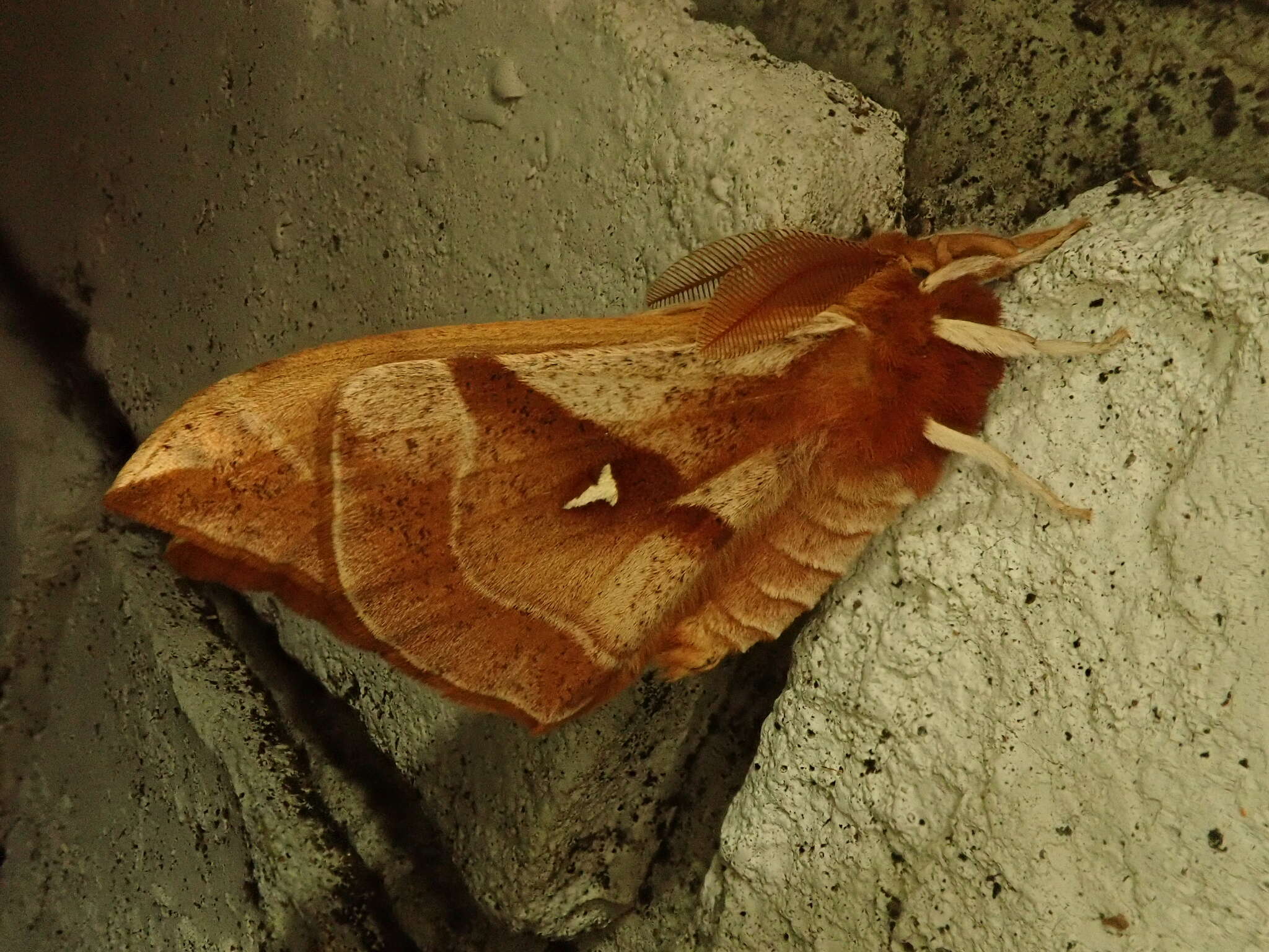 Imagem de Aglia japonica Leech (1889)