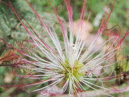 Imagem de Calliandra pittieri Standl.