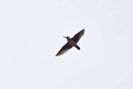 Image of Swinhoe's Snipe