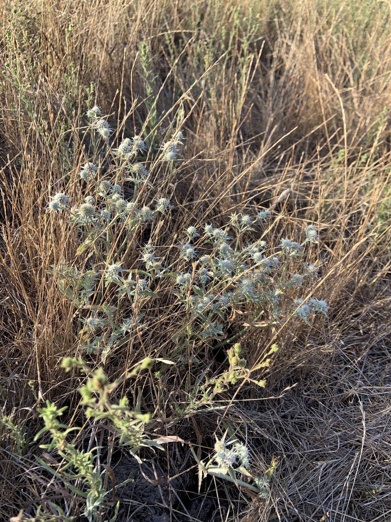 Imagem de Eryngium vaseyi Coult. & N. E. Rose