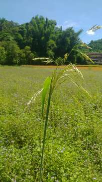 Слика од Sorghum arundinaceum (Desv.) Stapf