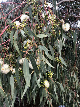 Imagem de Eucalyptus rudis Endl.