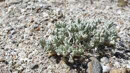 Image of dwarf cottonrose