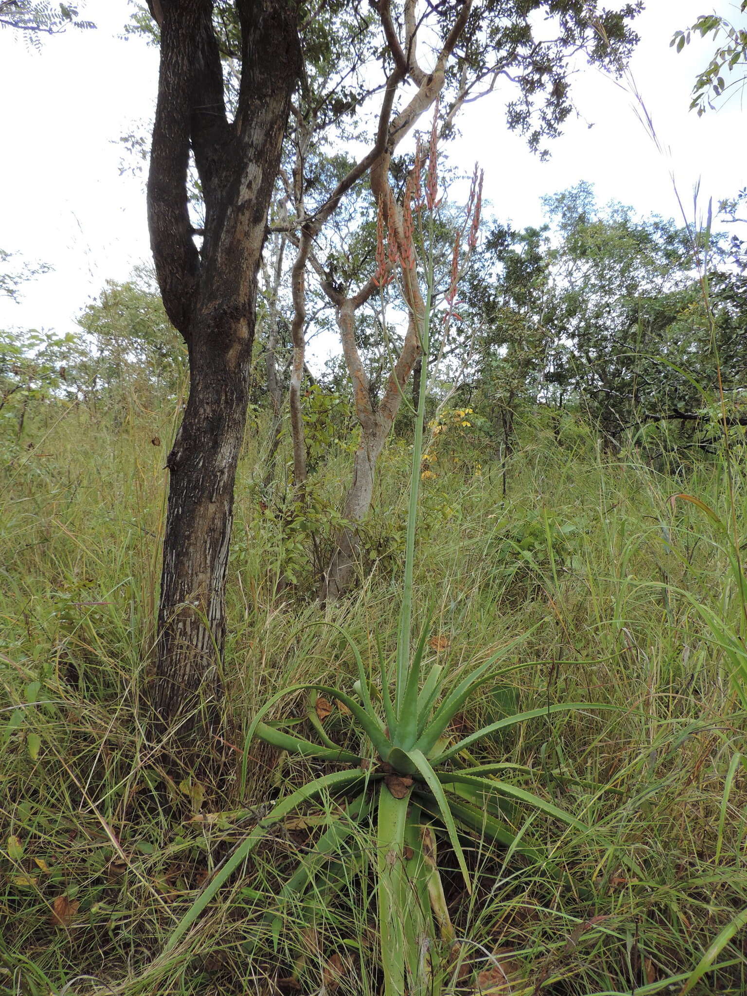 Image of Basil Christian's aloe