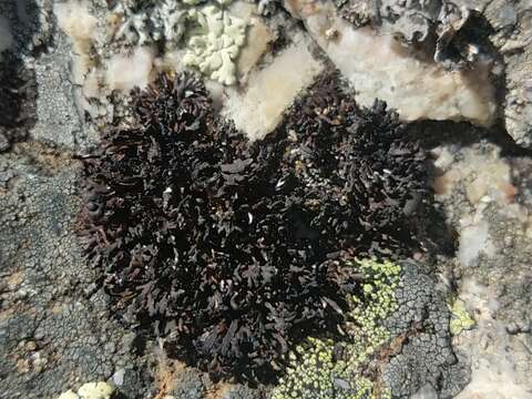 Image of brittle lichen