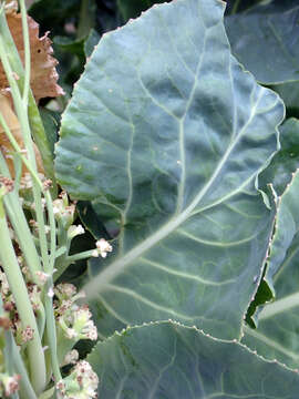 Image of broccoli