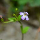 Imagem de Torenia kinmenensis (Y. S. Liang, Chih H. Chen & J. L. Tsai) Y. S. Liang & J. C. Wang