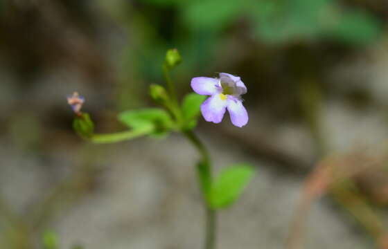 Image of Torenia kinmenensis (Y. S. Liang, Chih H. Chen & J. L. Tsai) Y. S. Liang & J. C. Wang