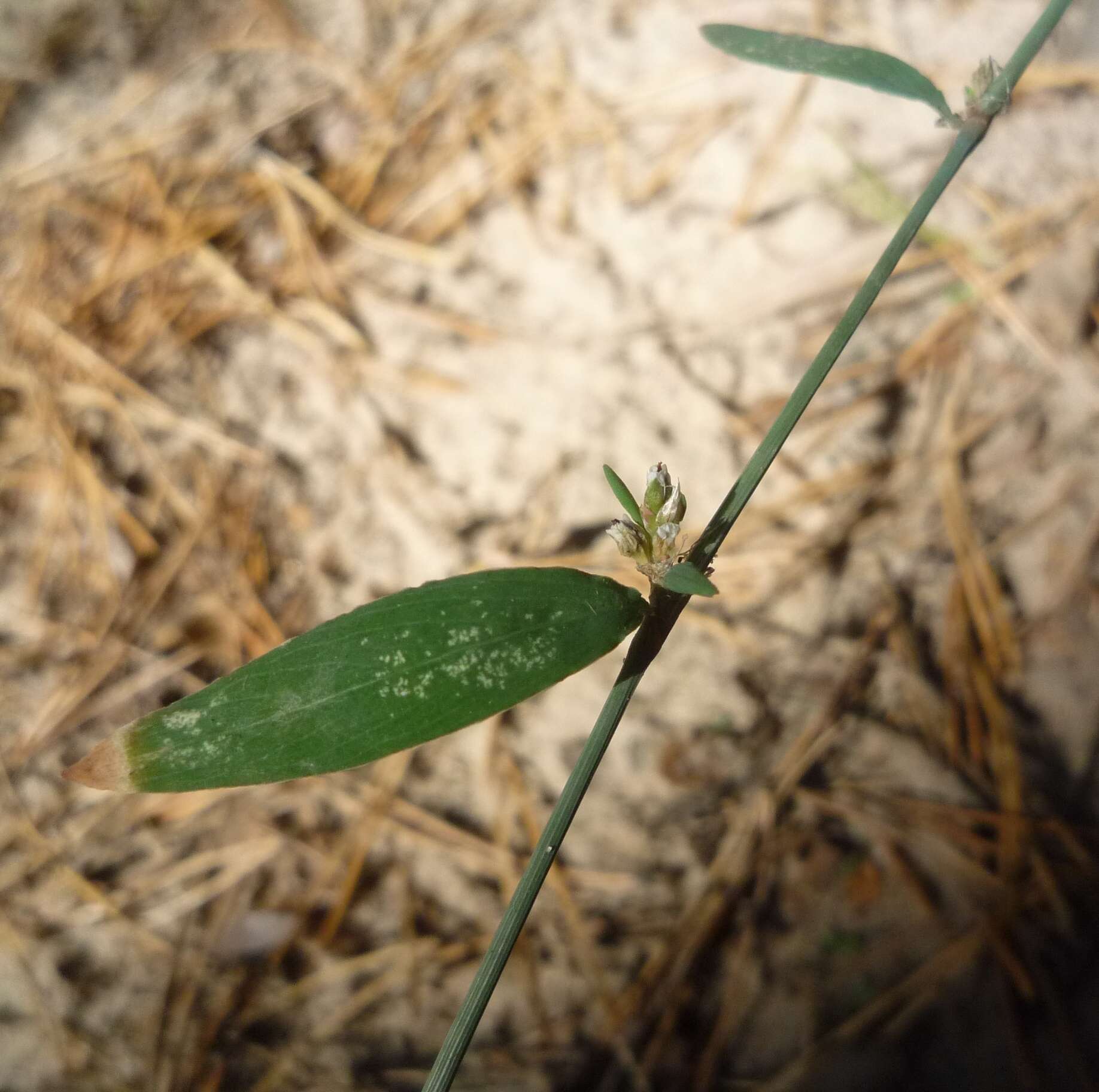 Слика од Polygonum patulum subsp. patulum