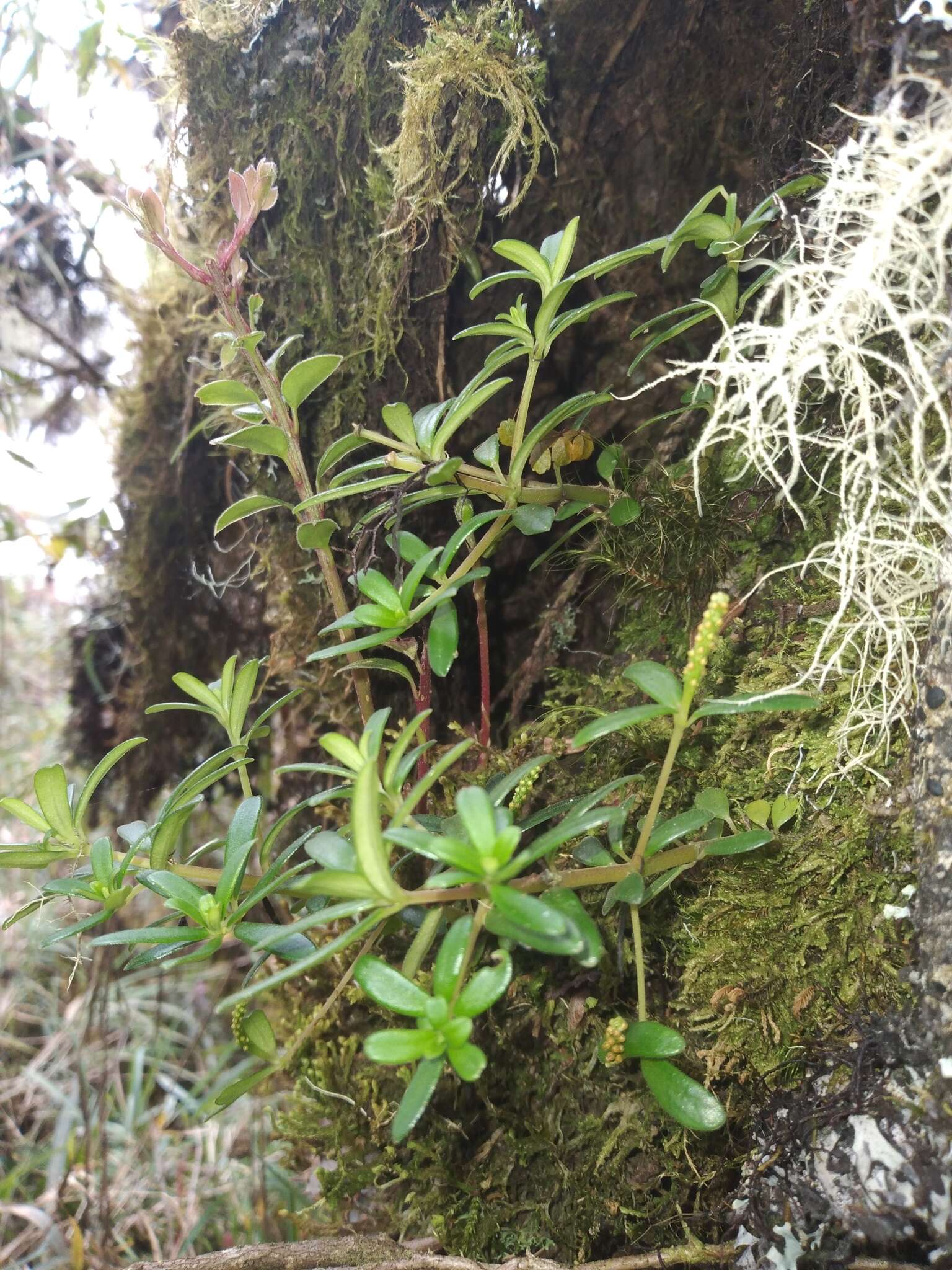 Image of Peperomia silvarum C. DC.