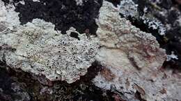 Image of pore lichen