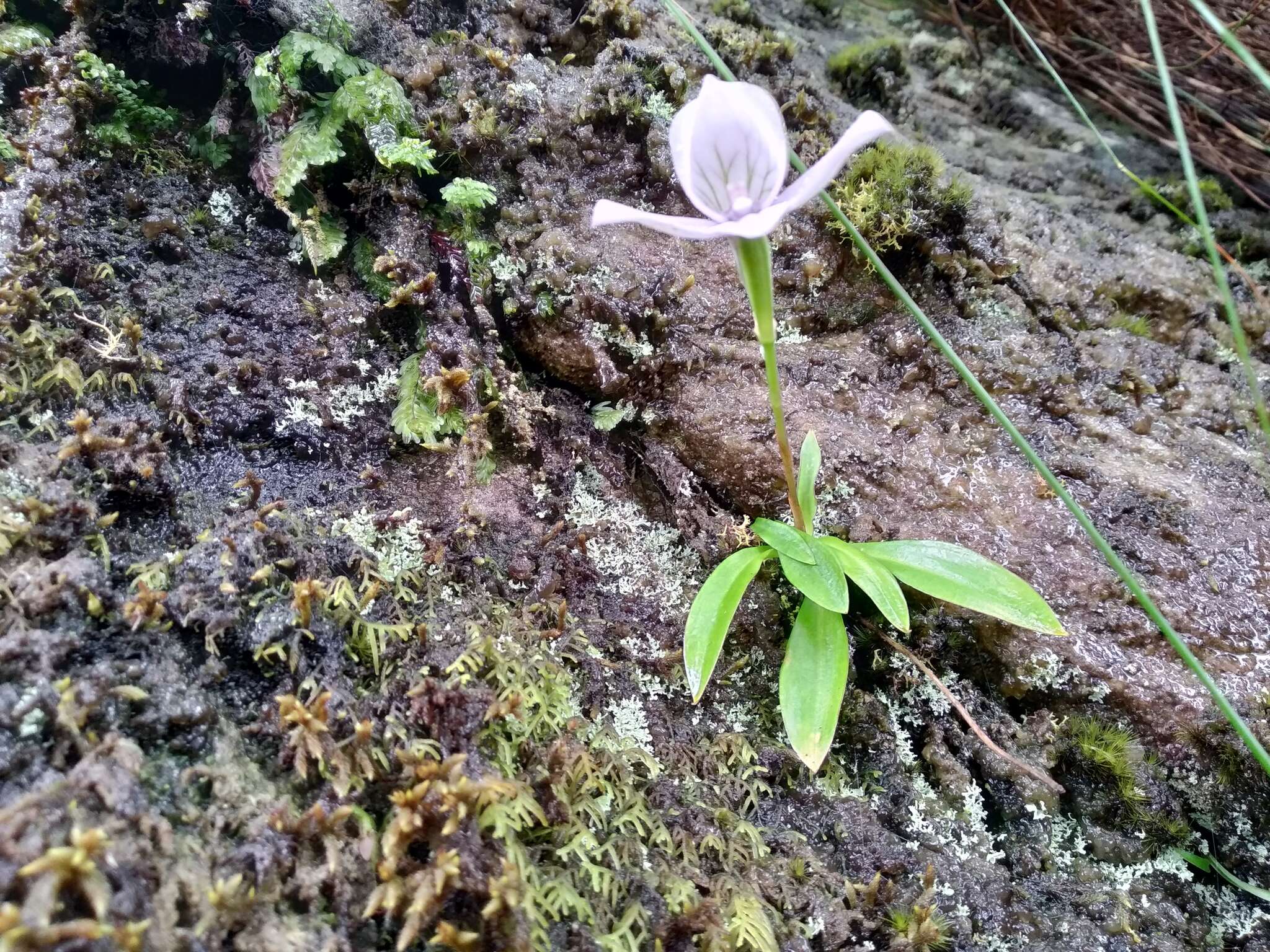 Image of Disa longicornu L. fil.