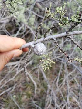 Слика од Cupressus macnabiana A. Murray bis