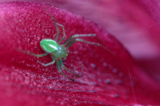 Image de Araneus juniperi (Emerton 1884)