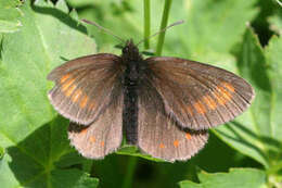 Image of Erebia pharte pharte