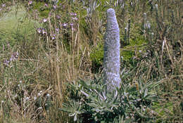 Image of Lupinus alopecuroides Desr.