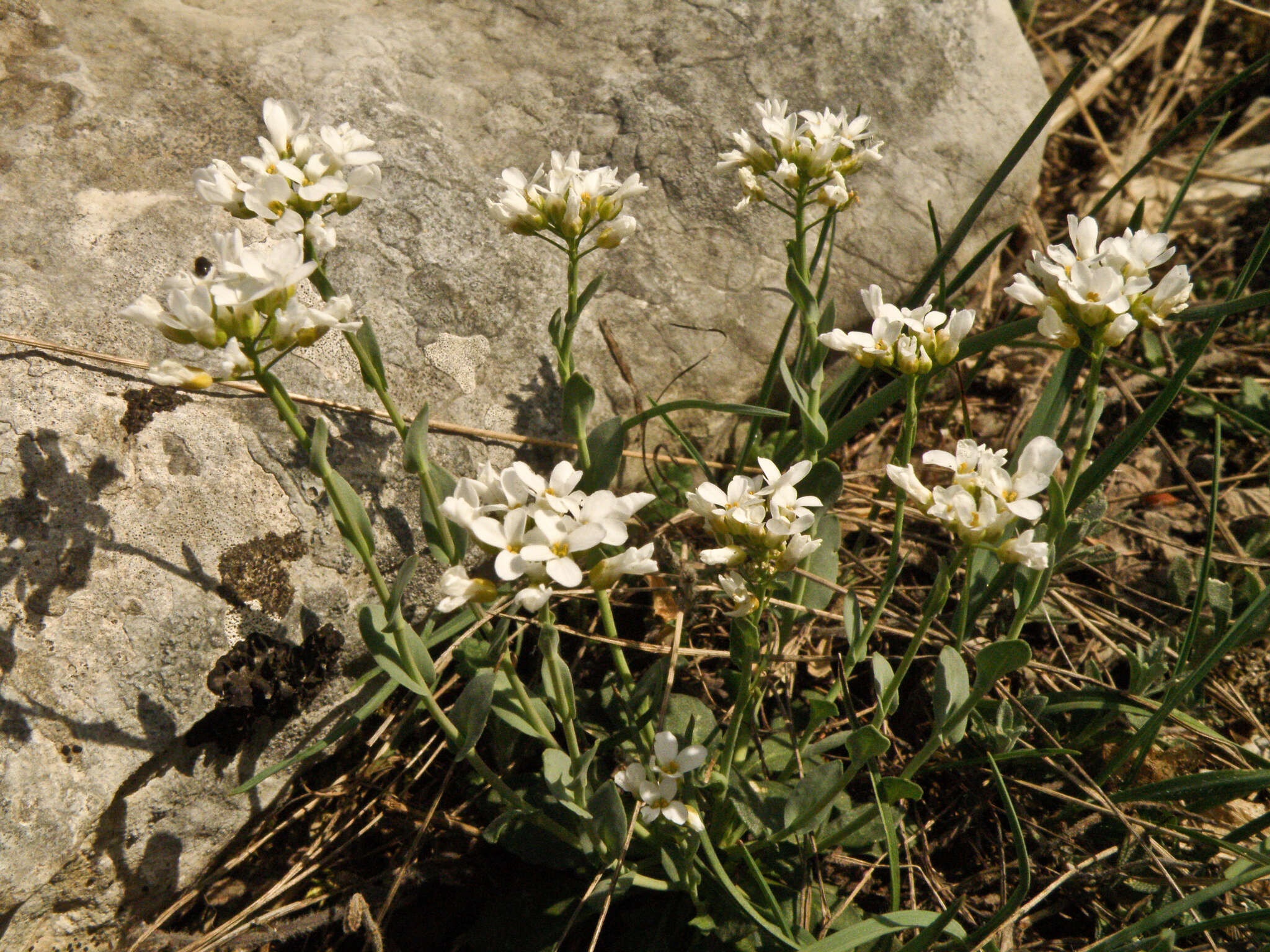 Image of Noccaea macrantha (Lipsky) F. K. Mey.