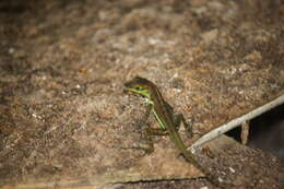 Image of Grenada tree anole