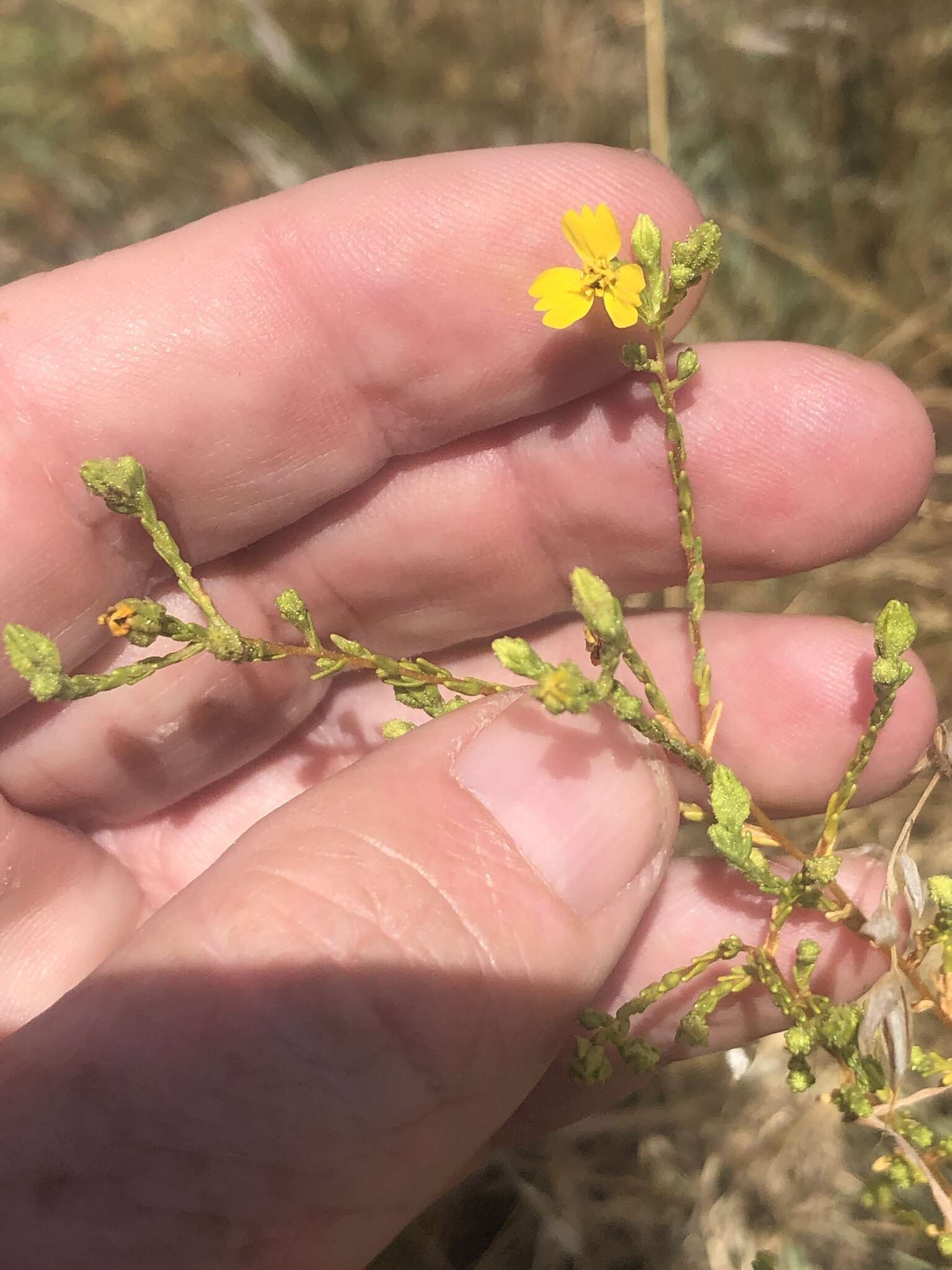 Image of threeray tarweed