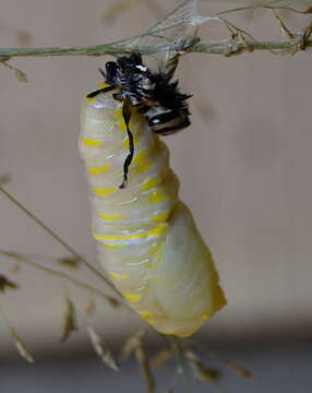 Image of <i>Danaus chrysippus orientis</i>