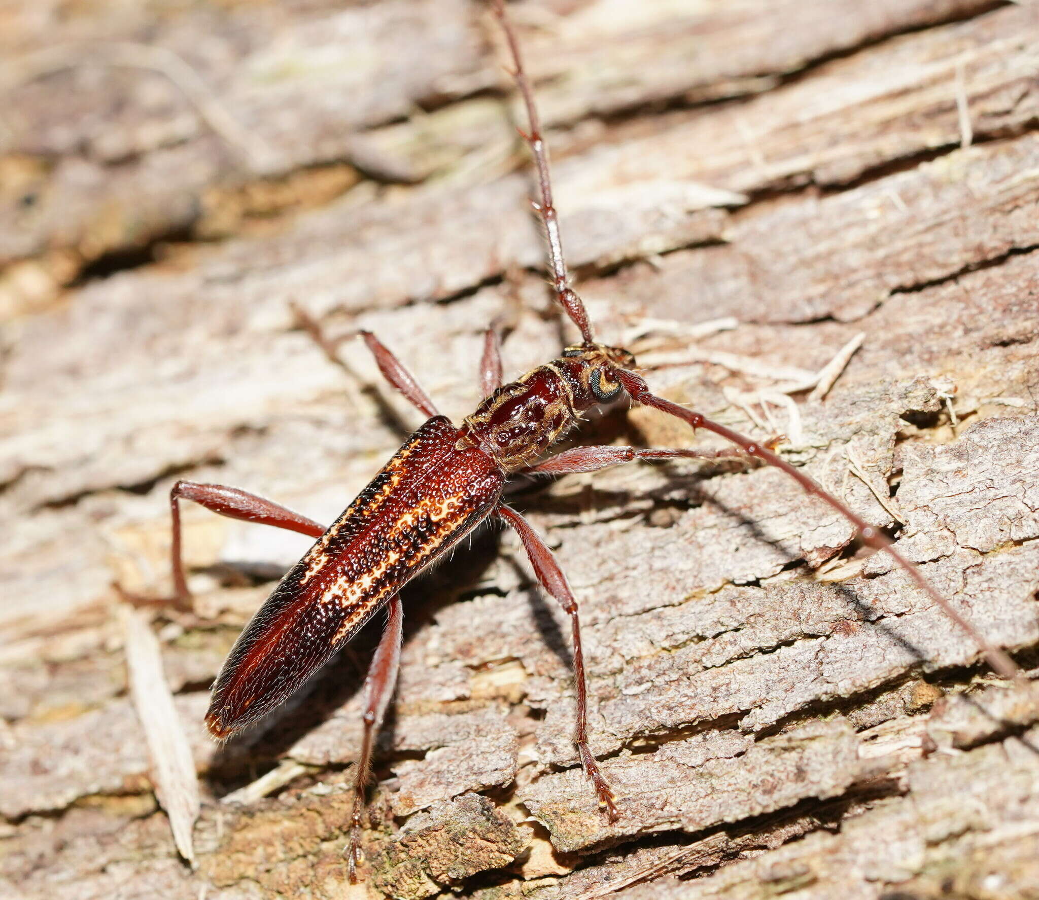Image of Coptocercus rubripes (Boisduval 1835)