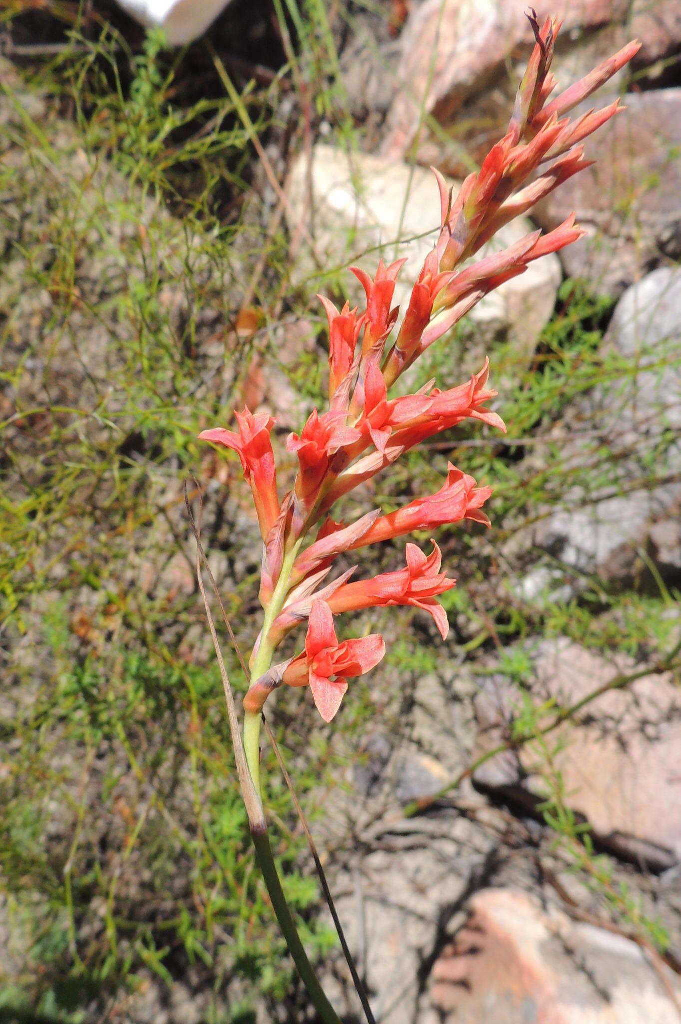 Tritoniopsis triticea (Burm. fil.) Goldblatt的圖片