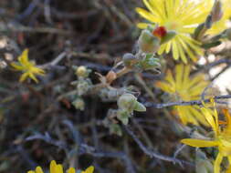 Image of Delosperma acocksii L. Bol.