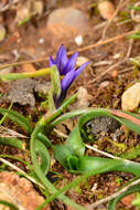 Sivun Romulea linaresii subsp. graeca Bég. kuva