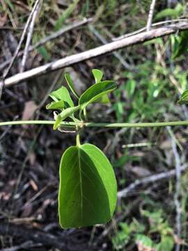 Image of Vincetoxicum ovatum Benth.