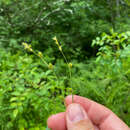 Image de Carex canescens subsp. disjuncta (Fernald) Toivonen