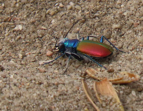 Image of Cicindela (Cicindela) scutellaris scutellaris Say 1823