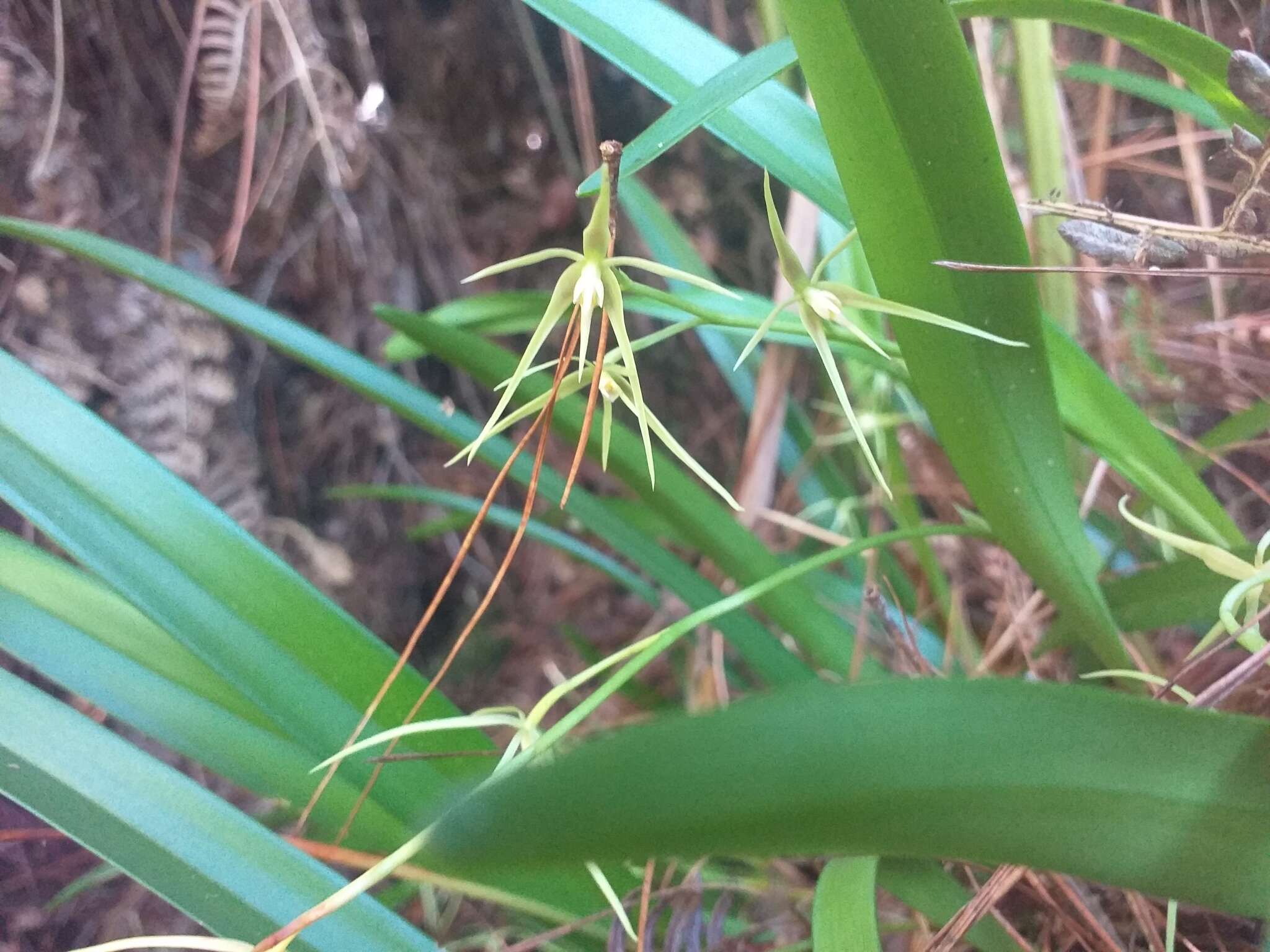 Image of Prosthechea rhynchophora (A. Rich. & Galeotti) W. E. Higgins