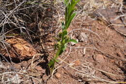 Image de Acalypha caperonioides Baill.