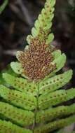 Sivun Dryopteris decipiens (Hook.) O. Kuntze kuva