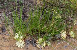 Image of Petrophile prostrata Rye & Hislop