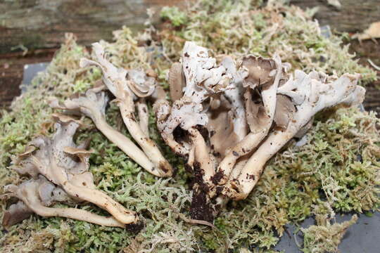 Image of Craterellus cinereofimbriatus T. W. Henkel & A. W. Wilson 2014