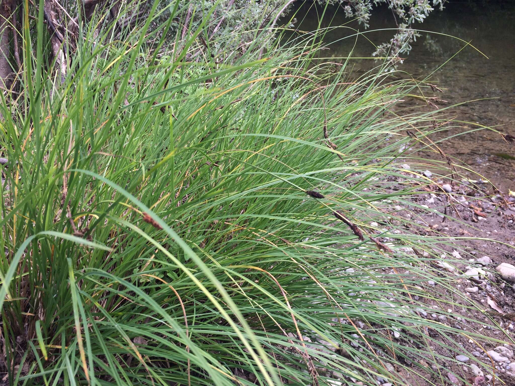 Imagem de Carex mendocinensis Olney ex Boott