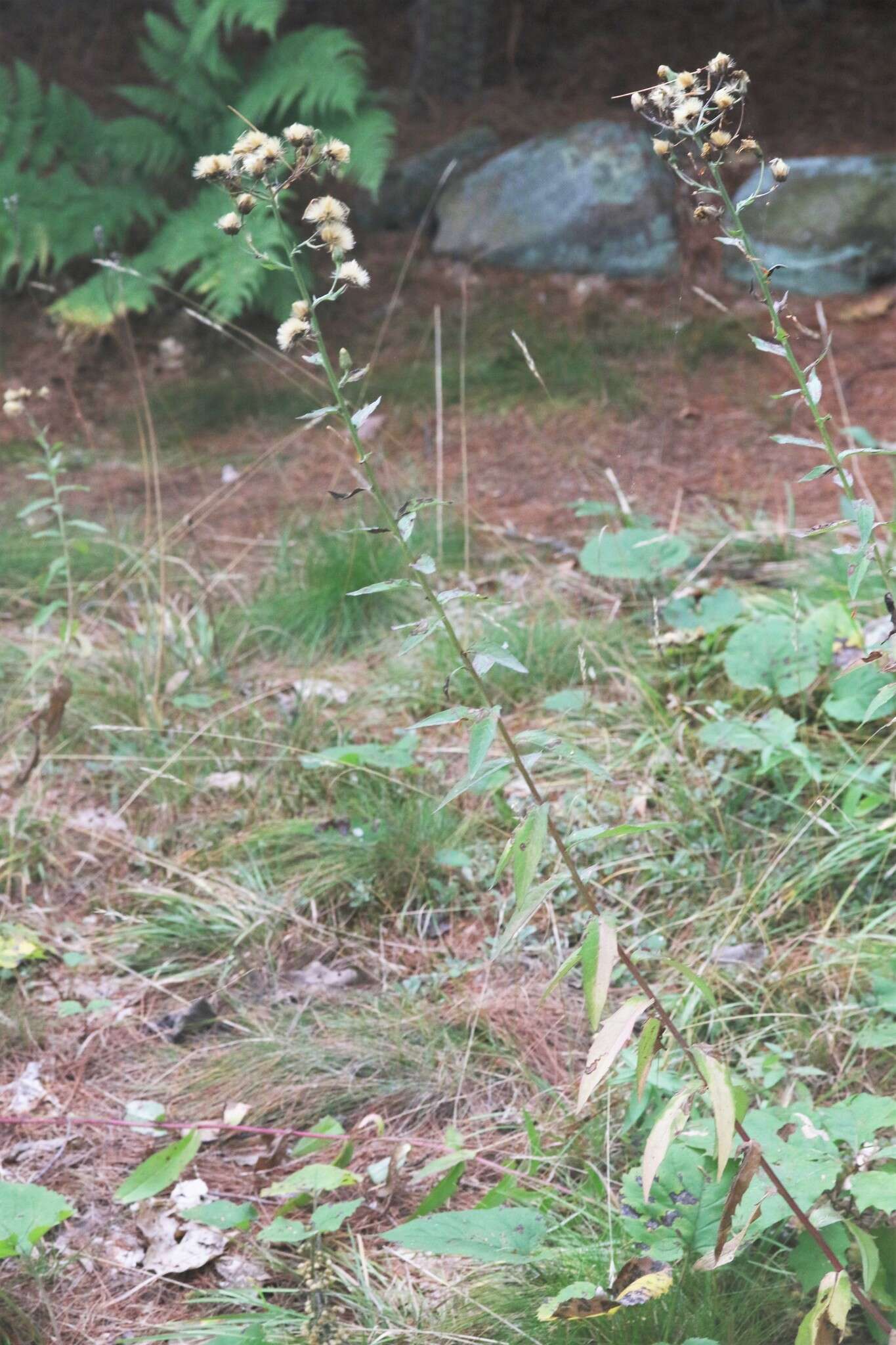 Image of Canadian hawkweed