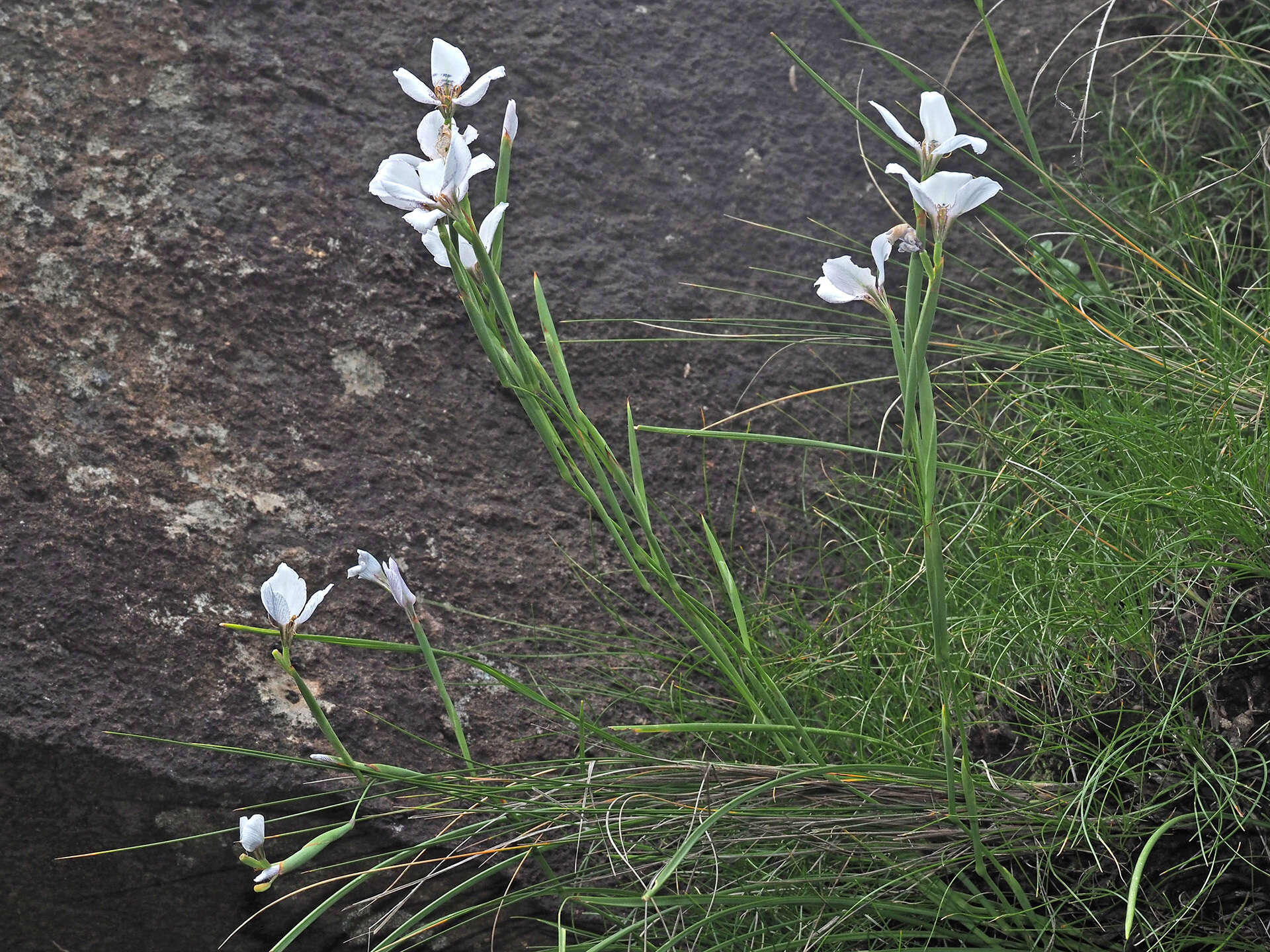 Image of Moraea vigilans Goldblatt & J. C. Manning